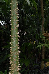 0223 Cairns Botanic Gardens